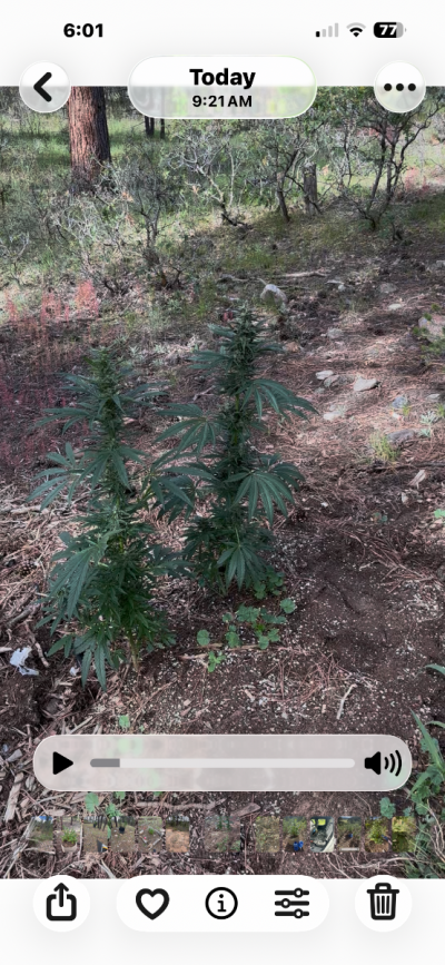 The History of OG Kush