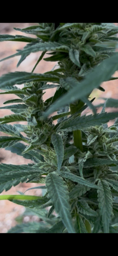The History of OG Kush