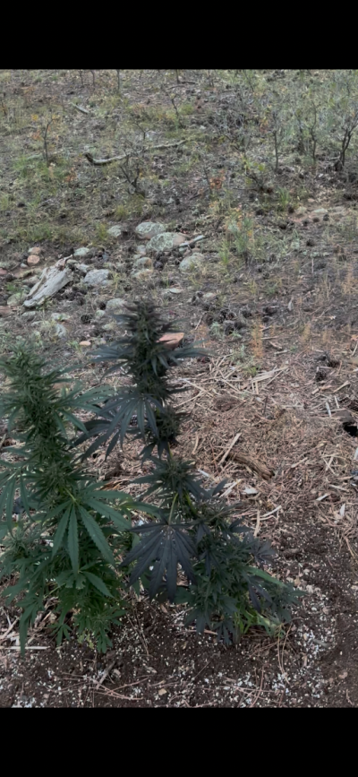 The History of OG Kush