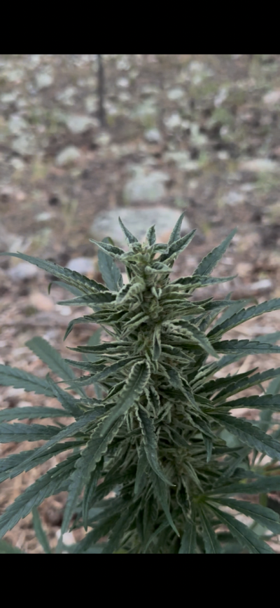 The History of OG Kush