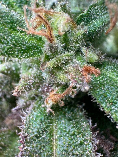 IMG_3486.jpeg