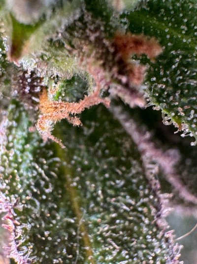 IMG_3485.jpeg