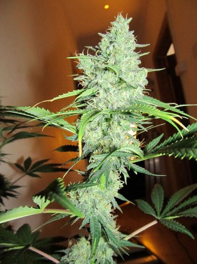 Hindu Blue, Pisces Genetics Test