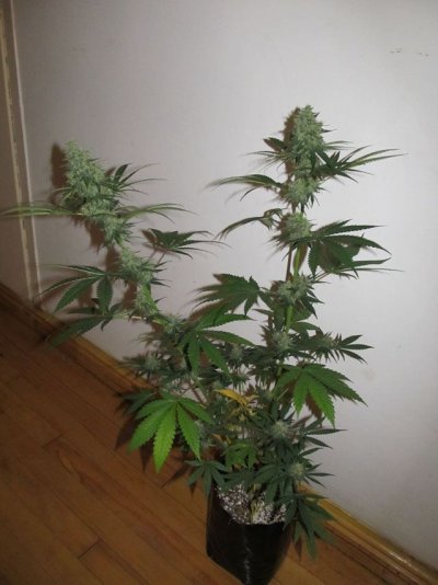 Hindu Blue, Pisces Genetics Test