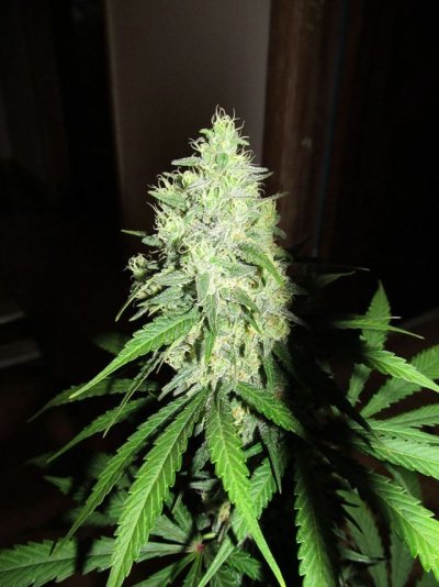 Hindu Blue, Pisces Genetics Test