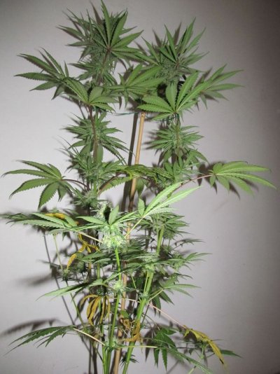 Hindu Blue, Pisces Genetics Test