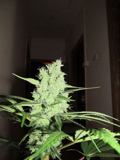 Hindu Blue, Pisces Genetics Test