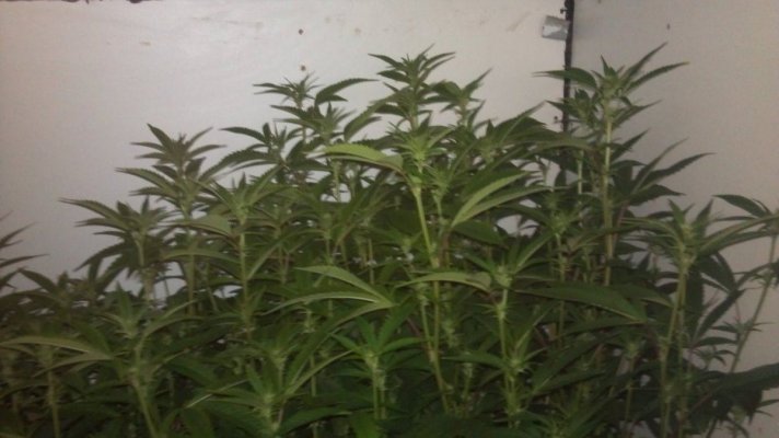 WhiteFire & WhiteSkunk.... Round 2!!!     ~ODB~