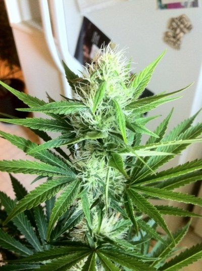jilly1 day 28 flower.JPG