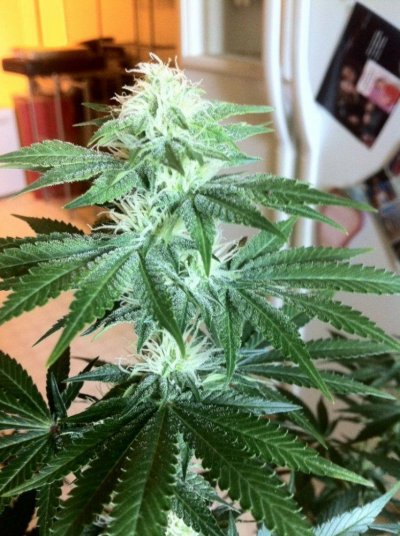 jilly5 day 28 flower.JPG
