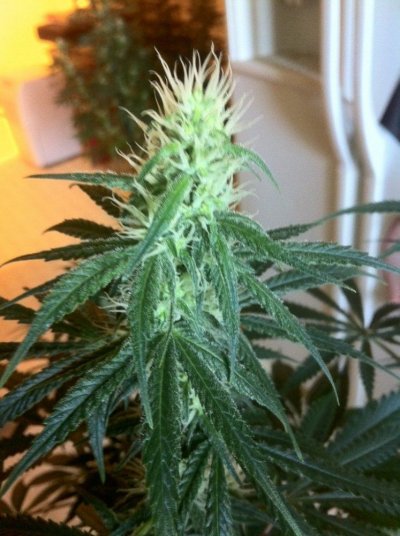 3D1 day 28 flower.JPG