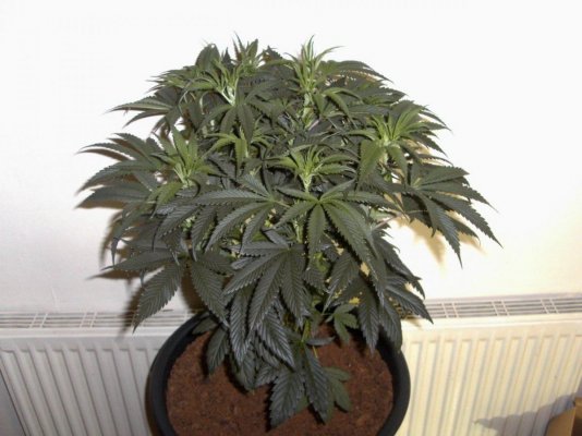 big tent plant shots 016.JPG
