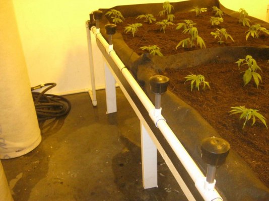 Octa Bubblers drain to waist DIY guide to setting up a watering system the way Jack does it..
