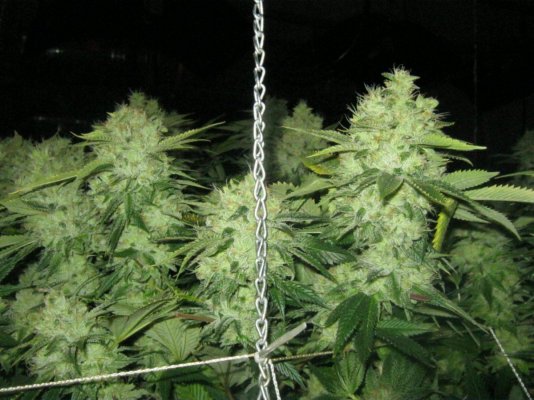 A few shots of my rooms growing in Beds with some new strains WIFI X SOUR D and...