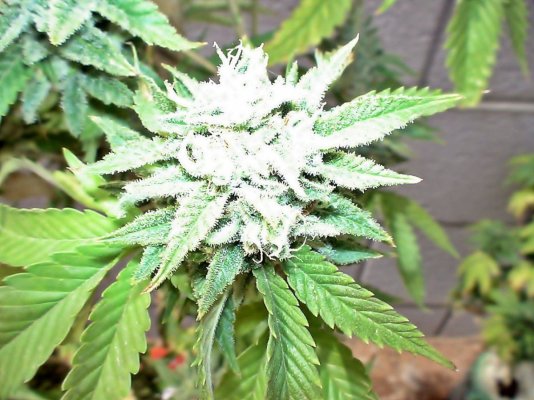 Golden Pineapple bud shots