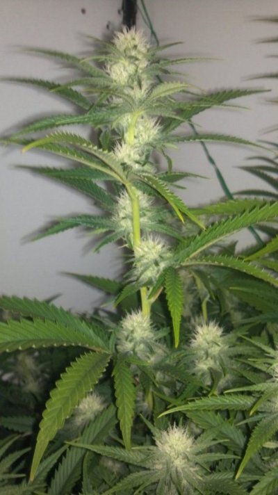 WhiteFire & WhiteSkunk.... Round 2!!!     ~ODB~