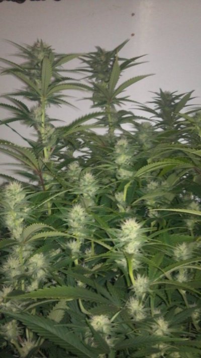 WhiteFire & WhiteSkunk.... Round 2!!!     ~ODB~