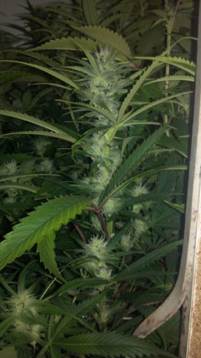 WhiteFire & WhiteSkunk.... Round 2!!!     ~ODB~