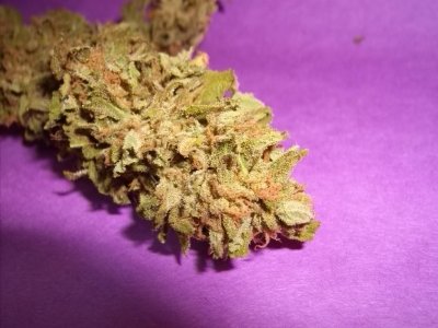 Grape Ape - Mendo Purps 073.jpg