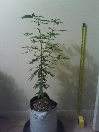 PDX's PurpleBerry BX Grow