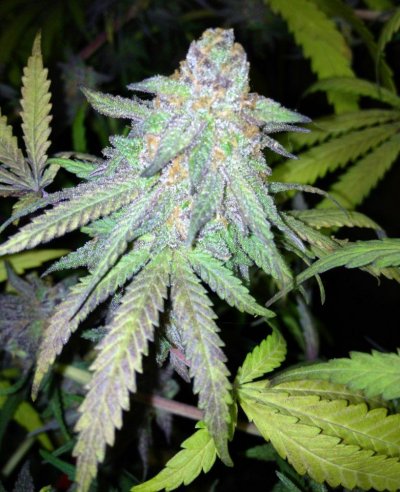 9.5wkpurpnug.jpg