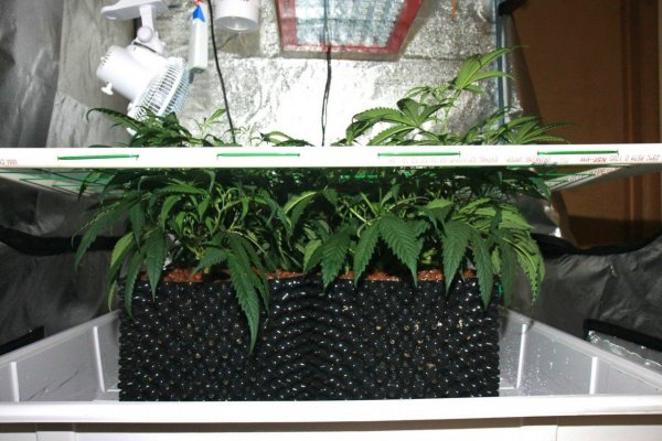 Another Noob grow. Mag 357 LED in use.