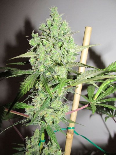 Hindu Blue, Pisces Genetics Test
