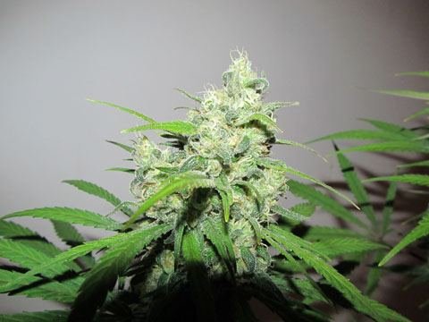 Hindu Blue, Pisces Genetics Test