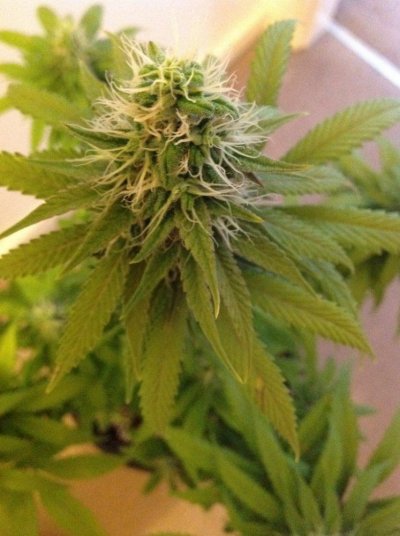 Barneys farm blue cheese x 5 1200 watt hps x2 tent