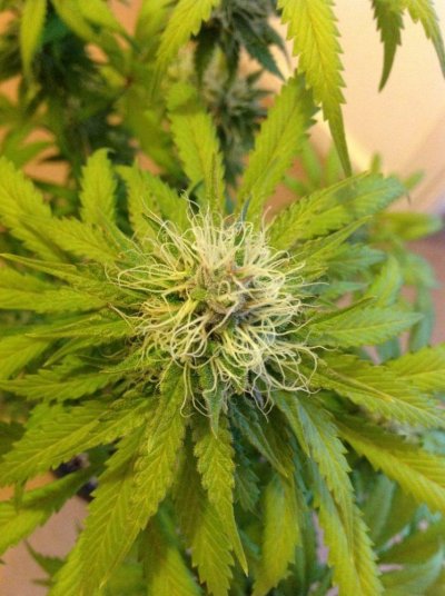 Barneys farm blue cheese x 5 1200 watt hps x2 tent