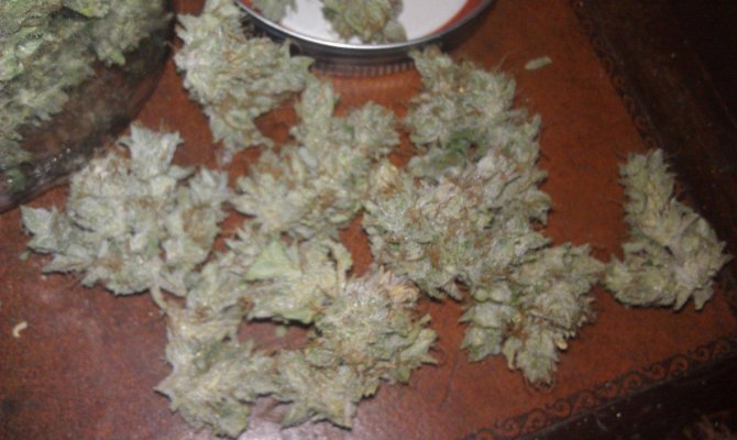 wifi medi grow