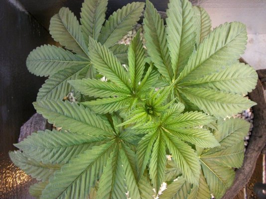 fpog alien og
