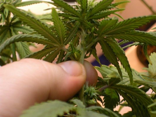 Schrom: odd growth, possible Hermie, pollen sacks with pistils??