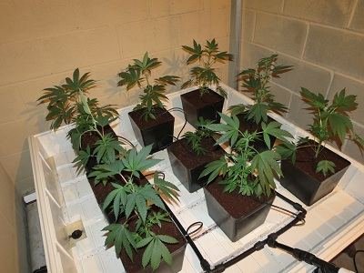 SDC growing OG Chem