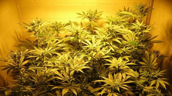 SDC growing OG Chem