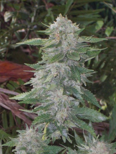 CIMG0891.JPG