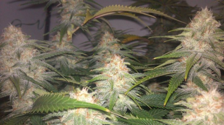 WhiteFire & WhiteSkunk.... Round 2!!!     ~ODB~