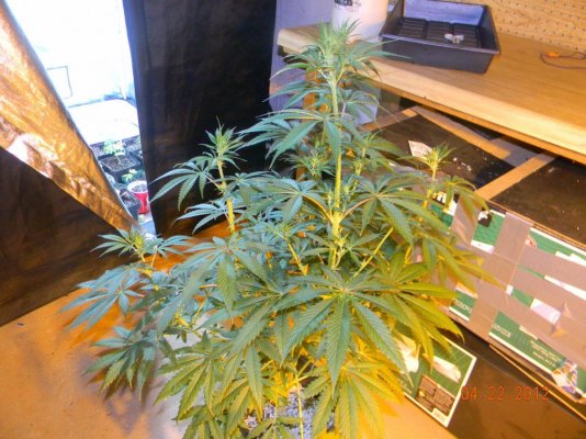 LOOMPA Headband, BlueBerry(dj short pre00) x tree dawg Deep Bubba , kosher kush,la woman, The Flav