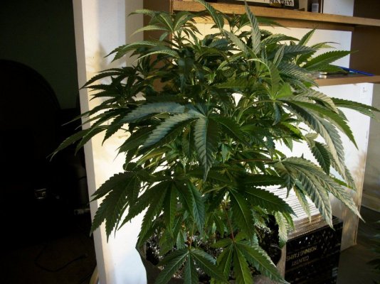 fpog alien og