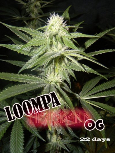 LOOMPA Headband, BlueBerry(dj short pre00) x tree dawg Deep Bubba , kosher kush,la woman, The Flav