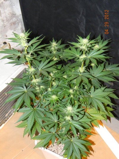 LOOMPA Headband, BlueBerry(dj short pre00) x tree dawg Deep Bubba , kosher kush,la woman, The Flav