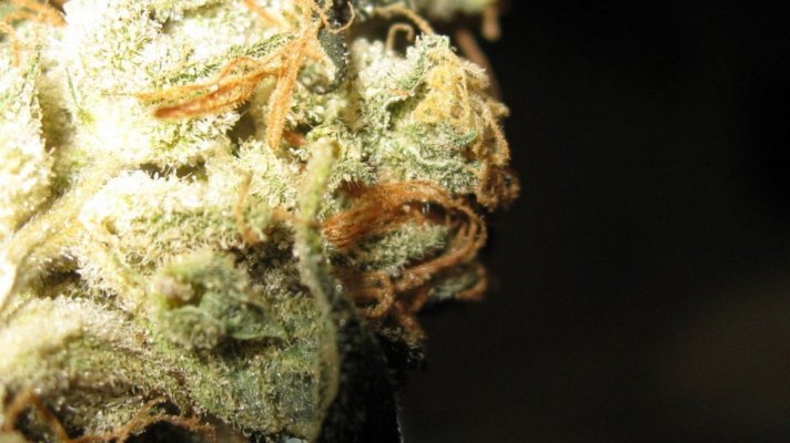 The Origins of Strawberry Diesel