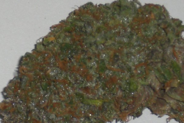 Dynasty Seeds Cosmic Brain (Space Queen x Oregon Afghani)