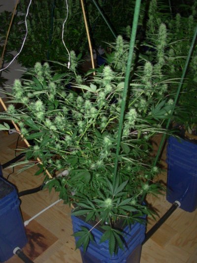 DSCN4417.JPG