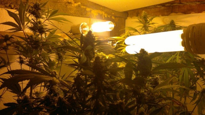 Cream Caramel auto