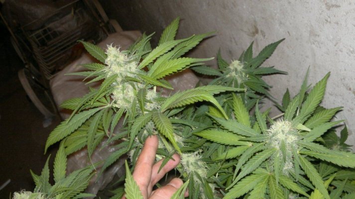 Cream Caramel auto