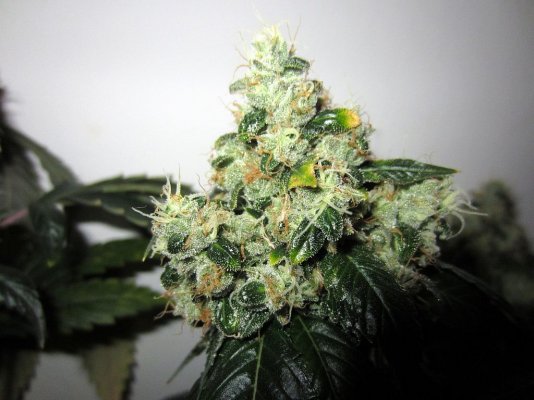 Chem 91 skunk va