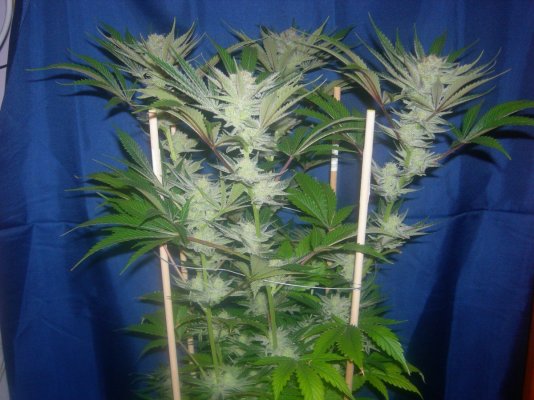 Jilly Bean 45 days 007.jpg