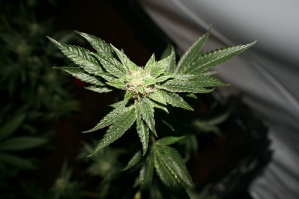 larry-og-kush.jpg
