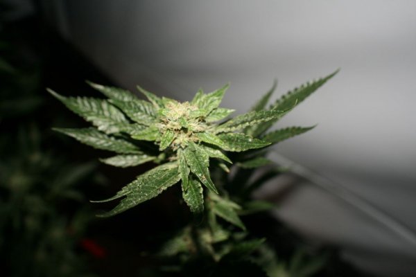 larry-og-kush-2.jpg
